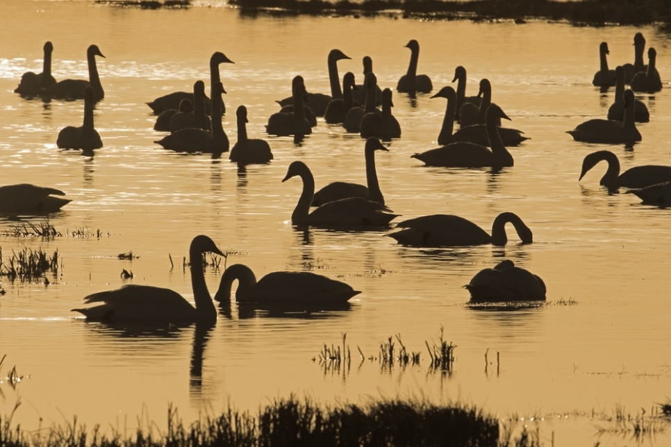WE-Simon Stirrup- Sunrise swans (2)-scr.jpg